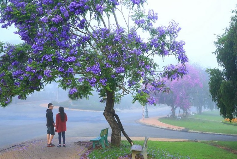 hoa-phuong-tim